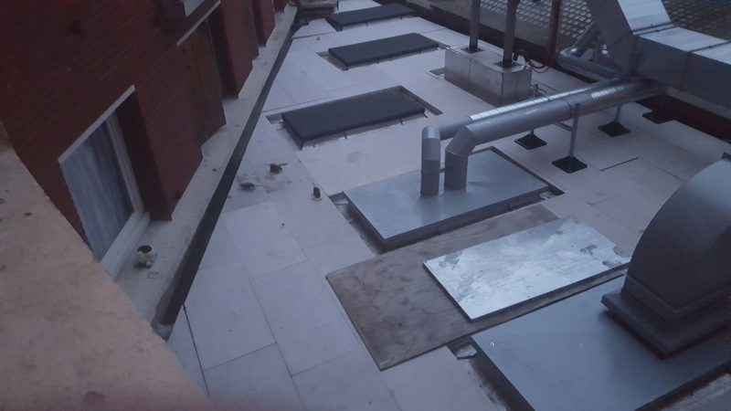les rats sur le toit-terrasse